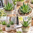 thumbnail image 2 of Succulent Plant Bare Root,Low Maintenance-Decoration, Ideal for Beds Borders, Plant Pots & Planters`, 2 of 6