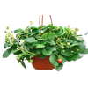 Proven Winners 1.5G White Berried Treasure Strawberry Hanging Basket Live Plants