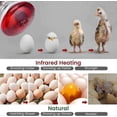 thumbnail image 4 of 220V 100 - 275 Watts E27 Infrared Red Heat Lamp for Chickens, Brooder Coop, Chicks, Pet Reptiles, 4 of 5
