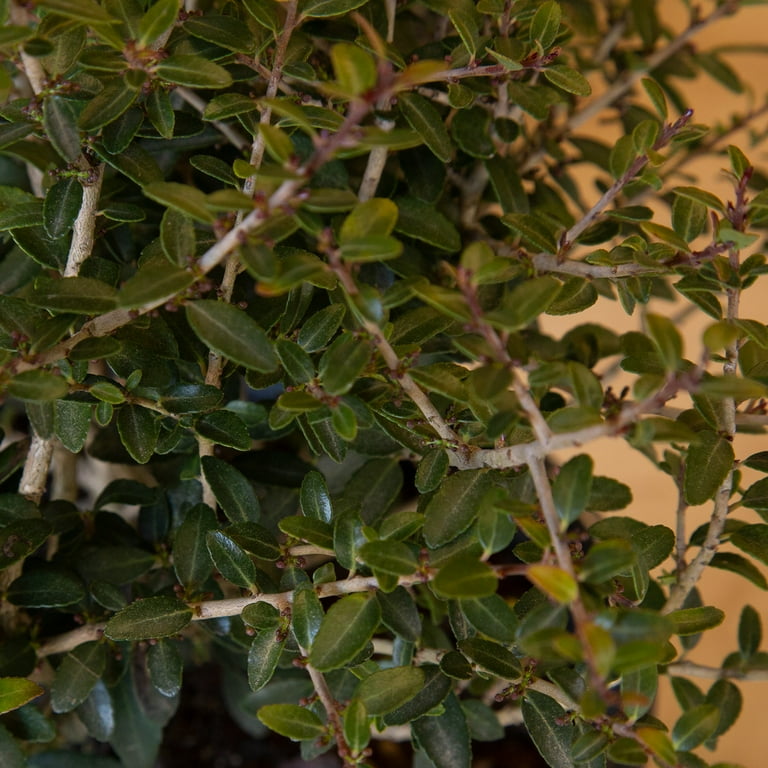 Bordeaux Dwarf Yaupon Holly (2.5 Gallon) Compact Evergreen