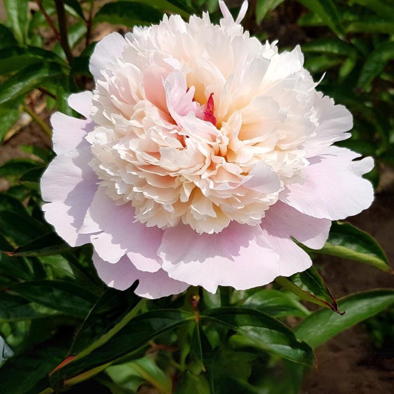 10 Rare Madame Clot Peony Seeds - Heirloom Peony Seeds for Garden Blooms