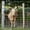 6ft x 100ft, variant on Studyset Heavy-Duty Galvanized Wire Livestock Fence, Cattle Farm Fence, Durable Metal Mesh for Cattle, Goat & Deer Protection, Corrosion-Resistant Farm & Yard Barrier, Fencing Roll