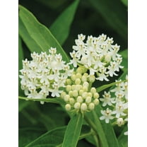 Ice Ballet Swamp Milkweed Butterfly Weed Asclepias incarnata Premium Seed Packet Monarch