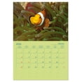 thumbnail image 6 of Clownfish - In Vivid Shining Anemones (Monthly Wall Calendar 2026 11.7 x 16.5 (open)), CALVENDO 14 Month Calendar, 6 of 9