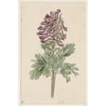thumbnail image 3 of Jan Jacob Goteling Vinnis 13x18 Black Modern Framed Museum Art Print Titled - Bloenda Corydalis Bulbosa (1831 - 1900), 3 of 5