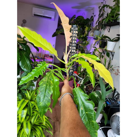 5 inch Pot Ceramic Pot, exact plant - Philodendron 'Ring of fire', picture taken Sep 11, 2024