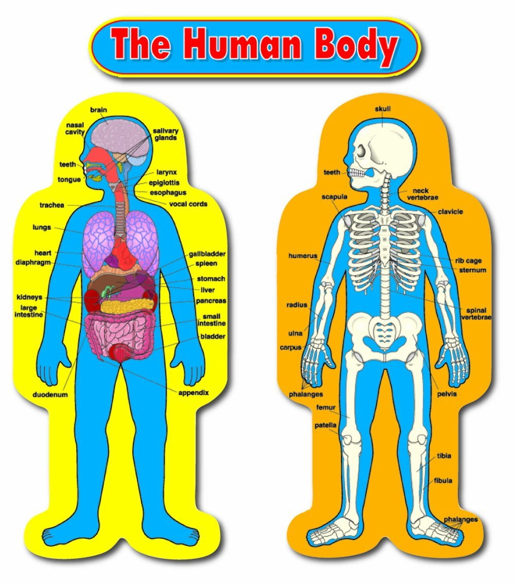 Image result for human anatomy for elementary students