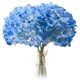 thumbnail image 1 of Light Blue Hydrangea Silk Flowers Heads Pack of 20 Full Hydrangea, 1 of 5