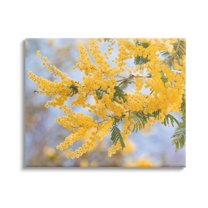Yellow Mimosa Tree Flowers Nature Botanical & Floral Photograph Gallery Wrapped Canvas Print Wall Art