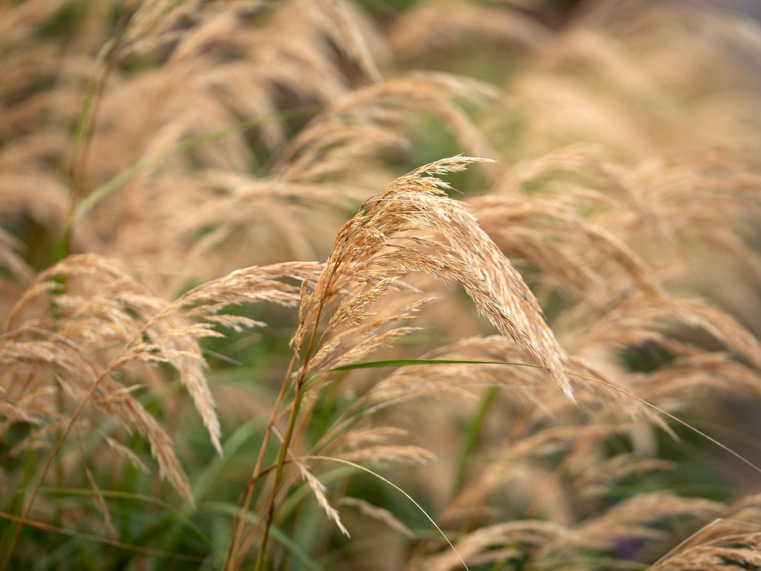 6 plants variés d’herbes, pot de 3,8 L (1 gal)