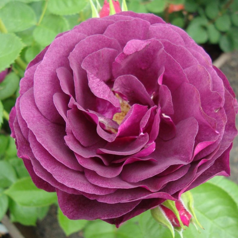 30 Grandiflora Rose Seeds, Perennial Flower Mix, for Late Winter to Early Spring Planting