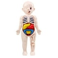 thumbnail image 1 of Esquirla Detachable 3D Human Body Torso Model Early Learning Toy for Demonstration Adults, 1 of 8