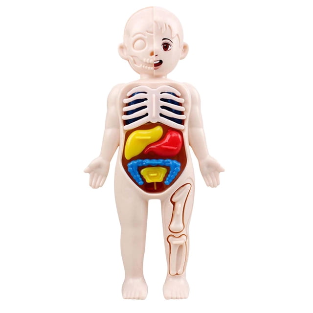 Esquirla Detachable 3D Human Body Torso Model Early Learning Toy for Demonstration Adults