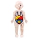 thumbnail image 2 of Modelo de Anatomía del cuerpo humano Yotijar torso desmontable 3D educativo para demostración del estudiante en Adultos, 2 of 10