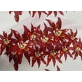 thumbnail image 4 of oneOone Cotton Poplin Fabric Flower Artistic Printed Fabric 1 Yard 56 Inch Wide, 4 of 4
