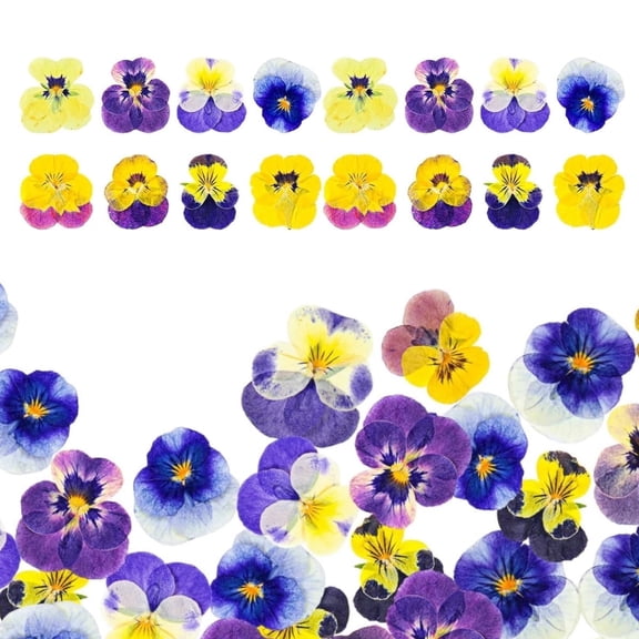 QZS Natural Dried Pressed Edible Flowers,Set of 48 Durable Cake Topper Decorating,Portable Dried Mix Viola Tricolor for Cupcake Toppers,Cocktails