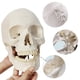 thumbnail image 5 of Modelo anatómico EVOTECH SCIENTIFIC: cráneo humano adulto, 5 of 6