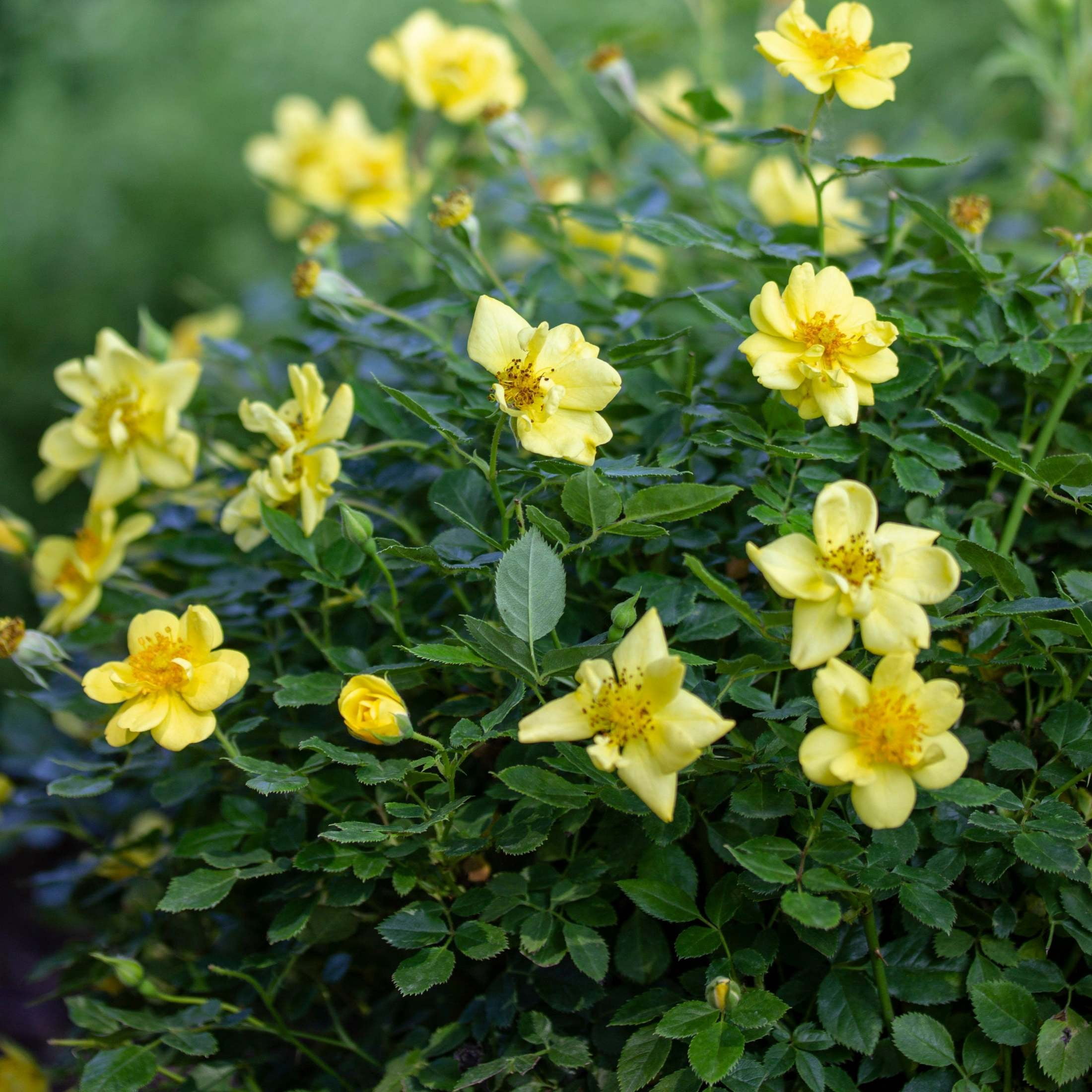 Proven Winners ColorChoice 5" Yellow Oso Easy Lemon Zest Rose Live Plant in 4.5" Pot (4 Count)