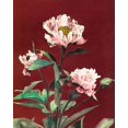 thumbnail image 2 of Kazumasa, Ogawa 15x18 Gold Ornate Wood Framed with Double Matting Museum Art Print Titled - Haerdaceous Peony, 2 of 4