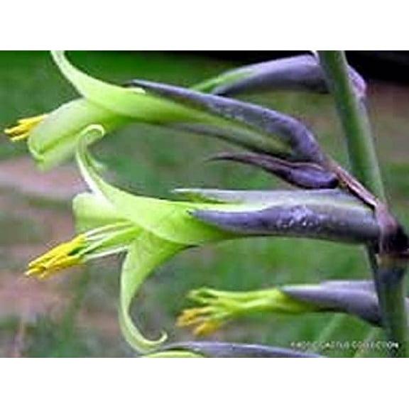 Exotic Aloe Puya Mirabilis Seeds - 15 Seeds - Made in USA