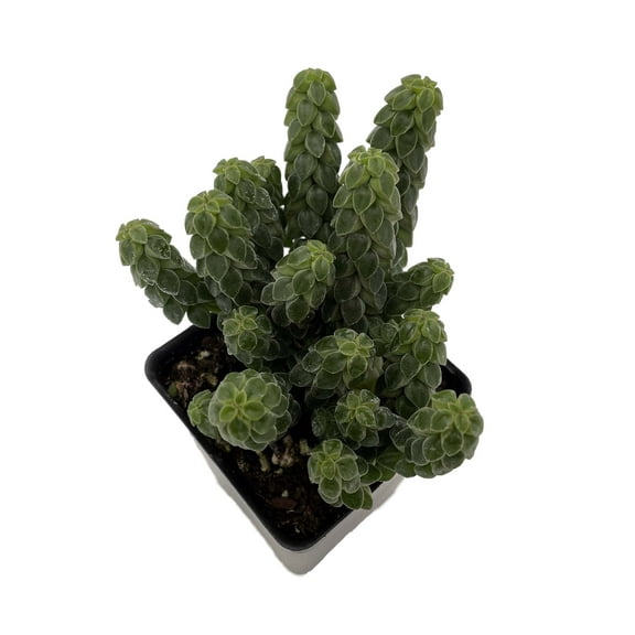 Columnar Peperomia - Peperomia columella - 2.5" Pot - Collector's Series