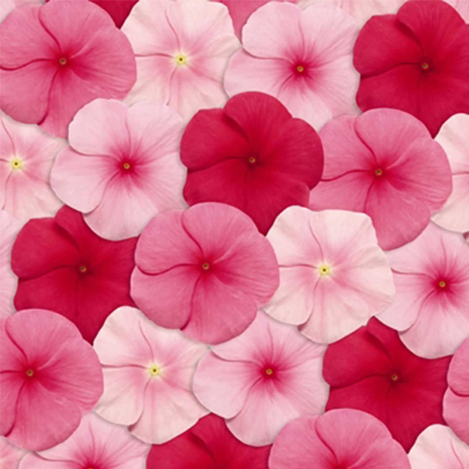 Vinca Flower Garden Seeds - Pacifica XP Series - Lipstick Mix - 1000 Seeds - Annual Flower Gardening Seed