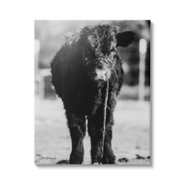Stupell Industries Baby Cattle Calf Grazing Rural Farm Photography Photograph Gallery Wrapped Canvas Print Wall Art, Design by Dakota Diener