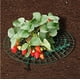 thumbnail image 5 of Paquete de 6 estantes de plástico para fresas, estante de plástico para verduras, marco impermeable para cultivo de frutas, jaulas, accesorios para estantes de fresas, 5 of 5