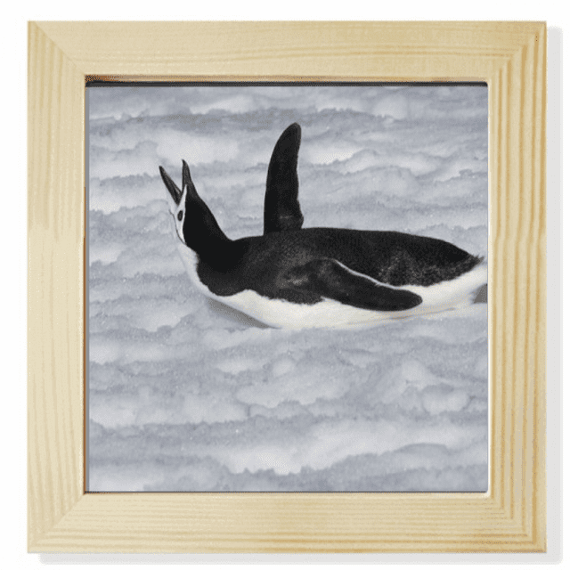 Cadre Photo Carré Noir Pingouin Antarctique pour Mur Ou Table