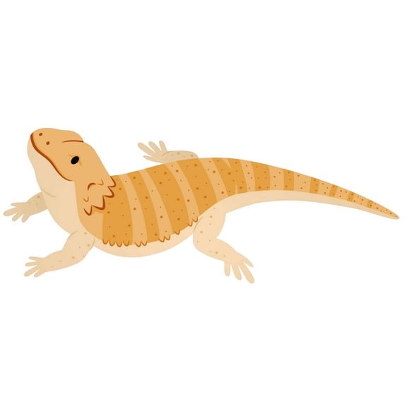 Bearded Dragon Cool Artwork Design for Kid's Bedroom Vinyl Wall Decal - Cute Lizard Animal Art for Nursery Wall Decoration - 14" x 34"