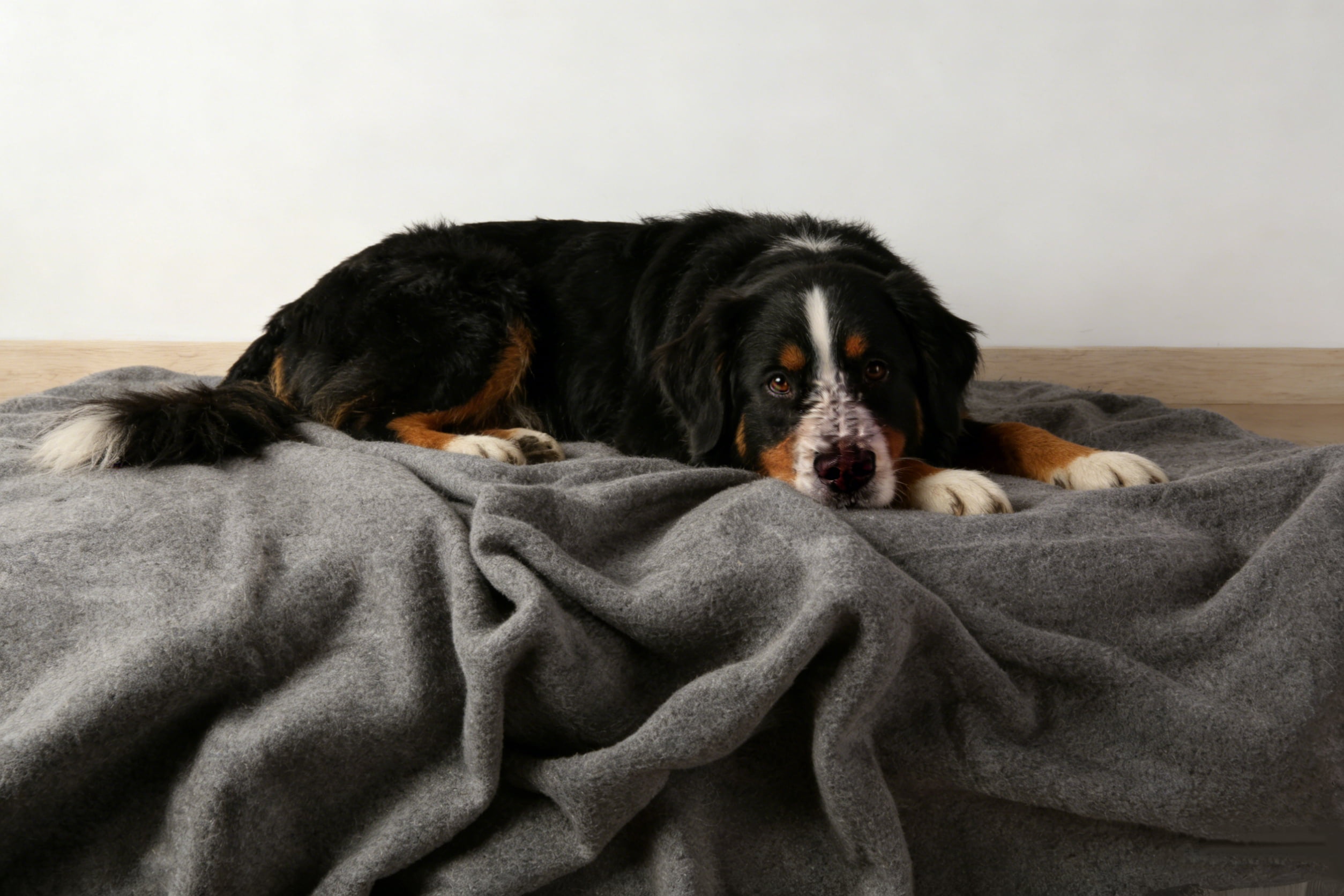 Dog Blanket Washable 150 x 200 cm Grey Flannel Pet Blanket Soft Cozy Throw for Large Dogs Cat Puppy for Bed Sofa Crate Car