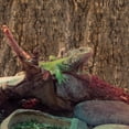 thumbnail image 4 of unbranded 2Ud Plataforma De Decorativa Para Reptiles Y Pequeños En Terrarios Color Marrón, 4 of 6