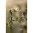 thumbnail image 3 of Deiter, Lori 11x14 Black Modern Framed Museum Art Print Titled - White Wildflowers I, 3 of 5