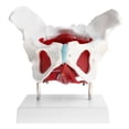 thumbnail image 1 of 1: 1 Lifeisze-Femelle Muscle du Bassin Squelette Muscles du Sol Statue du Bassin, 1 of 8