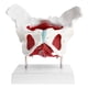 thumbnail image 1 of Modelo De Pelvis Femenina Con Músculos Y órganos Anatómica Pelvis Femenina 1: 1 Sunnimix Estatua humana de la pelvis femenina, 1 of 8