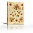thumbnail image 1 of Haeckel Nature Illustrations: Siphoneae Hydrozoa - Contemporary Fine Art Giclee on Canvas Gallery Wrap - wall décor - Art painting - 24 x 36 Inch - Ready to Hang, 1 of 2
