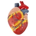 thumbnail image 3 of Axis Scientific 2-Part Life-Size Canine Heart Anatomy Model - Detailed Canine Heart Anatomy Model for Veterinarians, Teachers, Students -Includes Study Guide - Durable and Realistic, 3 of 10