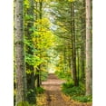thumbnail image 2 of Gulin, Sylvia 12x14 White Modern Wood Framed Museum Art Print Titled - USA-Washington State-Sammamish with trail edged by evergreens and maple trees, 2 of 4