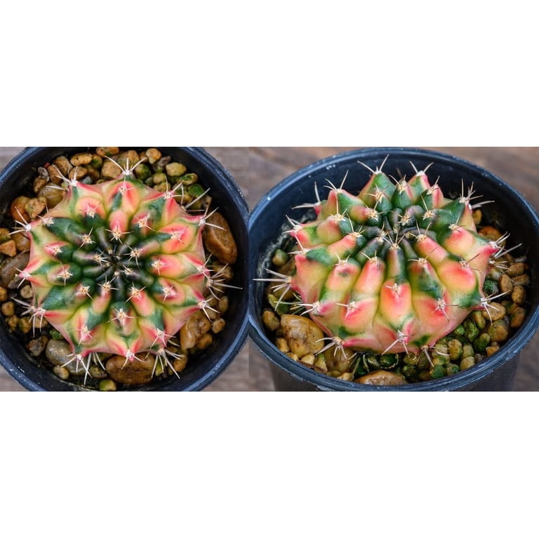 50 Gymnocalycium Species Mix Cacti Seeds - Vibrant Colored Cacti - Ships from Iowa, USA - Grow Exotic Cactus