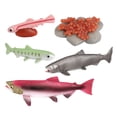 thumbnail image 2 of Conjunto de modelos de ciclo de animales Juguete de salmón Colección de juguetes educativos para Salmón Sunnimix Juego de crecimiento de tortugas marinas, 2 of 8