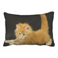 thumbnail image 1 of RYLABLUE Decorative Decorative Standard Pillow Case Animals kitten cat red fluffy Size 20x30 inches Two Side, 1 of 1
