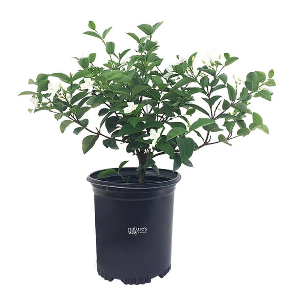 Indoor Jasmine Plants