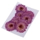 thumbnail image 1 of 3x10 Piezas De Flores Secas Prensadas Para Bricolaje Scrapbooking Crafts Purple Daisy Sunnimix Flores secas prensadas, 1 of 8