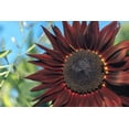 thumbnail image 4 of 25 CHOCOLATE CHERRY SUNFLOWER Helianthus Annuus Red & Brown Flower Seeds, 4 of 10