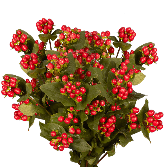 30 Stems of Cherry Hypericum Flowers 30 Stems- Beautiful Fresh Cut Flowers- Express Delivery
