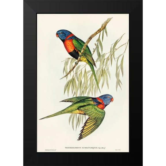 Gould, John 11x14 Black Modern Framed Museum Art Print Titled - Red-collared Lorikeet-Trichoglossus rubritorquis