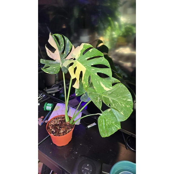 Monstera 'Thai Constellation 'Halfmoon Variegated Rare Plant-Exact Plant Dec 27, 2024