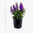 thumbnail image 7 of Expert Gardener Outdoor Live Plant Salvia Sage Noble Knight Purple 2.5QT, Partial Sun, 7 of 7