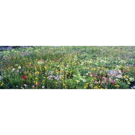 High angle view of wildflowers in a national park Grand Teton National Park Wyoming USA Stretched Canvas - Panoramic Images (36 x