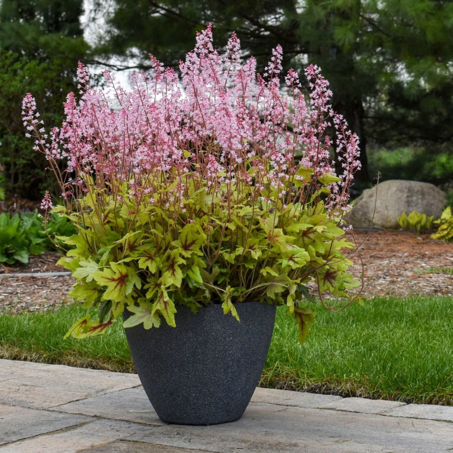 Proven Winners 6" Yellow Fun and Games 'Eye Spy' Foamy Bells Live Plant in 6.5" Pot
